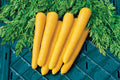 Gold Nugget Carrot Seeds - 1000+ Count - Organic Heirloom Carrot Seeds - Daucus carota - USA