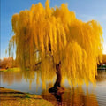 Gold Weeping Willow Tree Cuttings - 5 Pack for Bonsai or Garden - Salix babylonica