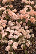 Viburnum Plant 8+ Inches Mary Milton Doublefile Shrub Viburnum plicatum f. plicatum 'Mary Milton' Live Bare Root