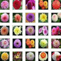 Dahlia Flower Seeds - 20PCS Mix Color - Rare Perennial Varieties - US Seller