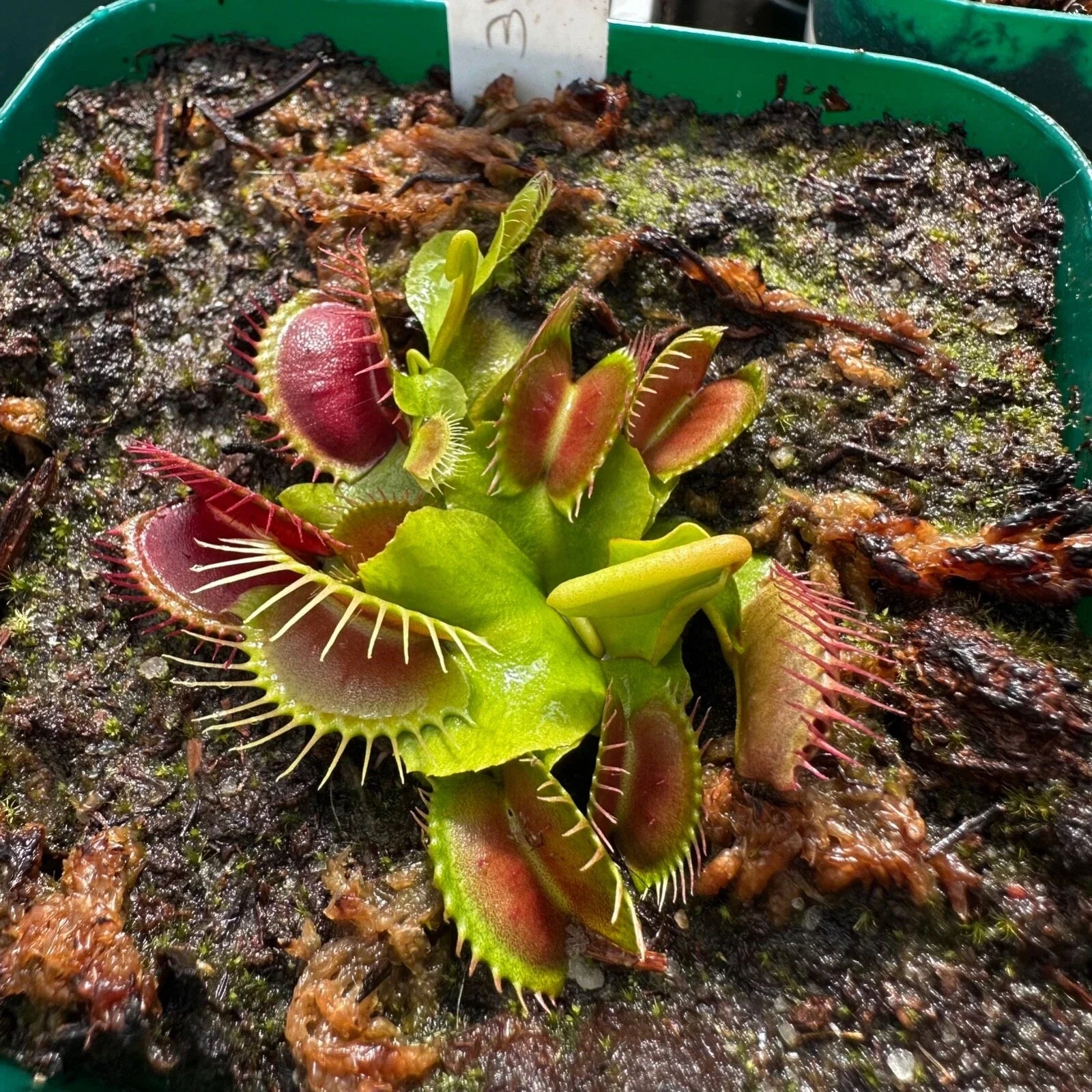 Venus Flytrap Plant - 'Miss Pimbeche' - Rooted Division - Dionaea muscipula - Carnivorous Houseplant