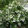 Viburnum opulus 'Roseum' Rooted Cuttings - Quality Plugs for Garden Planting