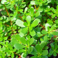 Green Purslane Seeds - 2025 Planting - Portulaca Oleracea - Verdolaga Lettuce Variety