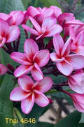 Pink Thai Plumeria Plant - Rooted 3 Inch Pot - Fragrant Flowering Plant - Plumeria rubra