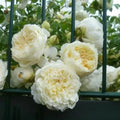 Climbing Rose Cuttings 4-Pack Perpetually Yours English Legend (Harfable, Canterbury) Rosa 'Perpetually Yours'