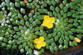 Mosaic Plant Bundle - 4 Live Aquatic Plants - Ludwigia Sedioides - Easy Care for Aquarium Pond