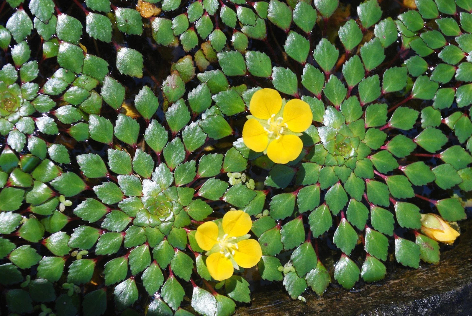 Mosaic Plant Bundle - 4 Live Aquatic Plants - Ludwigia Sedioides - Easy Care for Aquarium Pond