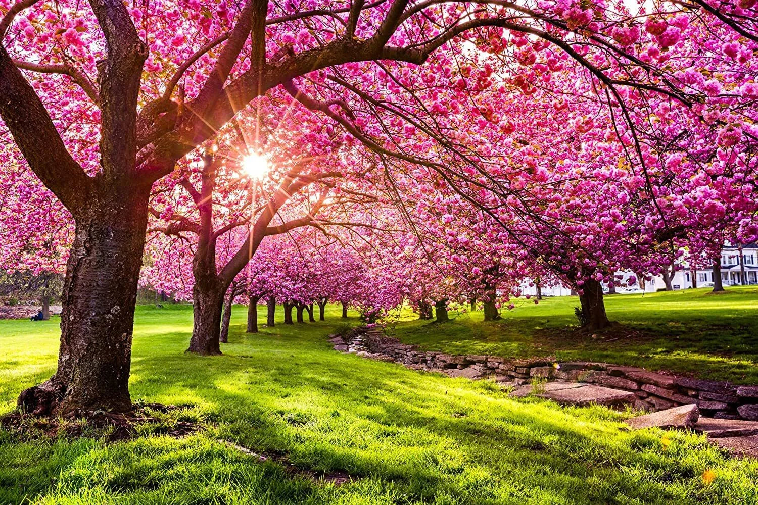 Japanese Flowering Cherry Blossom Tree Seeds - 25 Pack - Prunus serrulata - Ornamental Garden Planting
