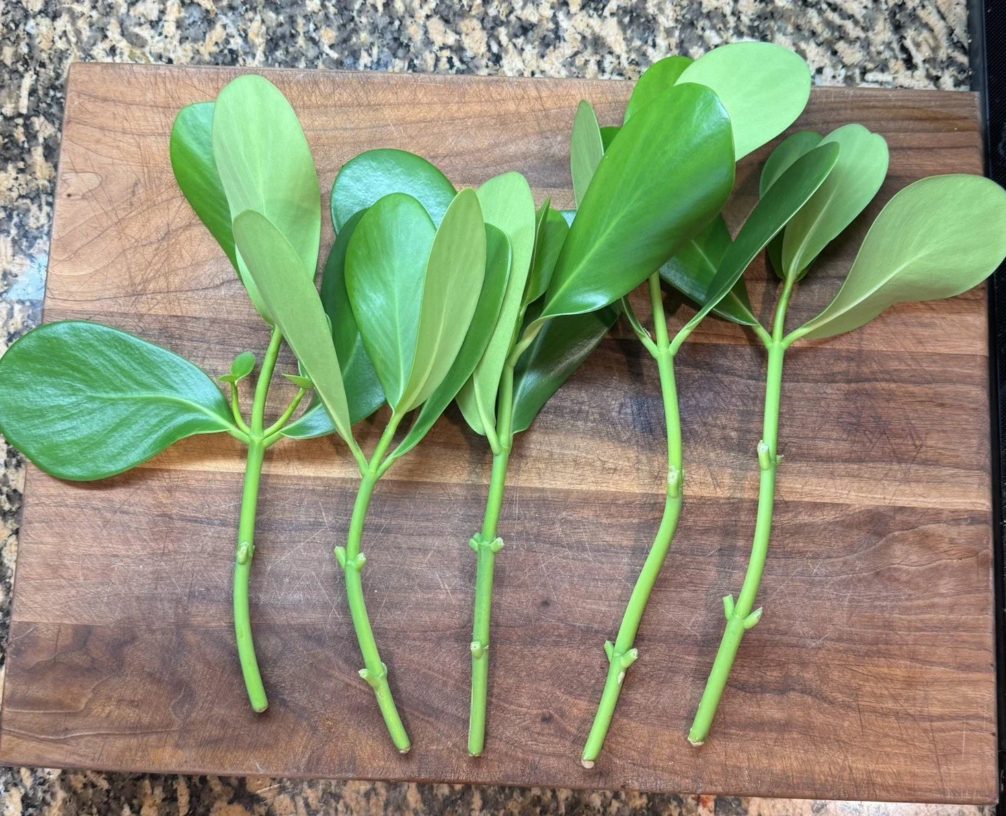 Clusia Bush Cuttings - 5 Fresh Clippings - Rosea Autograph Tree (Clusia rosea) - Ideal for Propagation and Gardening