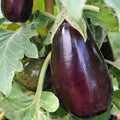 Eggplant Seeds, 500 Count, Black Beauty, Heirloom, Non-GMO, Vegetable Seeds
