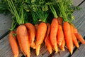 Danvers 126 Half Long Carrot Seeds, NON-GMO Heirloom, Vegetable Seeds, Organic Variety, Free Shipping
