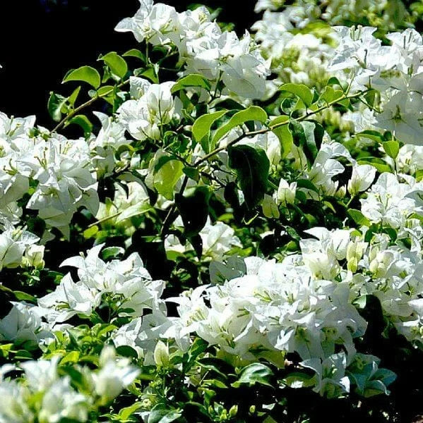 Key West White Bougainvillea - Set of 3 Live Rooted Plants, Bougainvillea glabra, Ships Rooted (No Pot)
