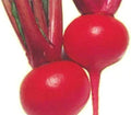 Red Round Turnip Seeds - 100 Count - Organic Vegetable Seeds for Planting - Brassica rapa