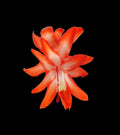 Thanksgiving Cactus Cuttings - 5 Unrooted - Desert Sun - Schlumbergera truncata