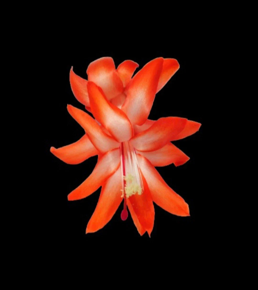 Thanksgiving Cactus Cuttings - 5 Unrooted - Desert Sun - Schlumbergera truncata