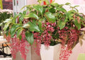 Medinilla Plant Starter - Bella Magnifica - Rare Live Well Rooted Houseplant - Tropical Foliage Plant