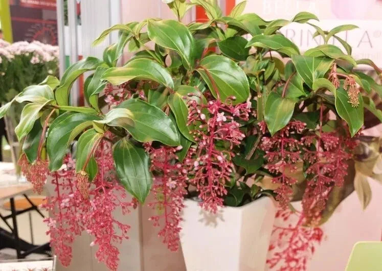 Medinilla Plant Starter - Bella Magnifica - Rare Live Well Rooted Houseplant - Tropical Foliage Plant