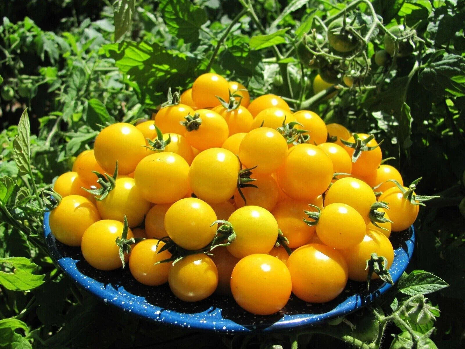 Gold Nugget Cherry Tomato Seeds - 120+ Organic Heirloom Non-GMO - Supersweet Variety, Perfect for Home Gardens