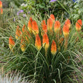 Torch Lily Seeds - 25 Perennial Hot Poker Flower Seeds - Kniphofia uvaria - US Seller