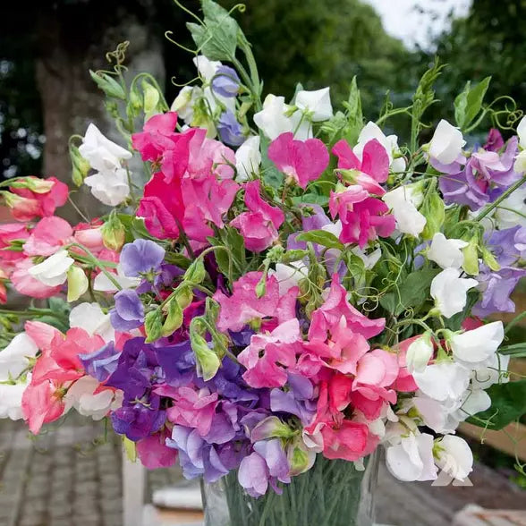 Bijou Mix Sweet Pea Seeds | Heirloom Flower Seeds | Non-GMO | Lathyrus odoratus