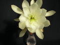 Epiphyllum Cuttings - Young Nun Orchid Cactus - Don's Cuttings - September 1