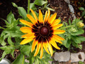 Echibeckia Summerina Yellow - 3 Young Perennial Plants - Vibrant Yellow Blooms - Perfect for Gardens