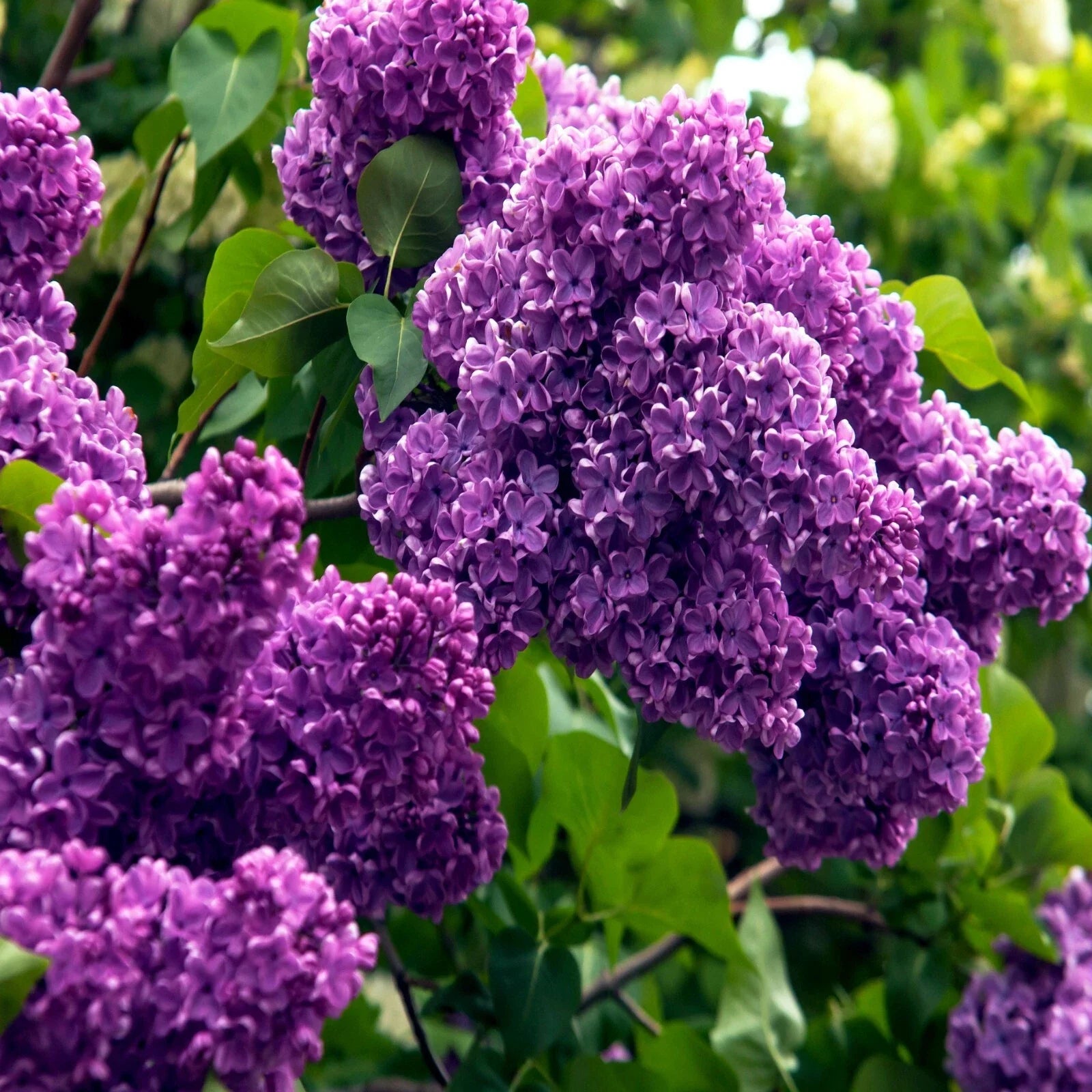 Common Lilac Tree Seeds - 20 Pack, Purple Flowers, Fragrant Hardy Perennial - Syringa vulgaris