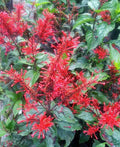 Fire Spike Red Starter Plant - Odontonema strictum - Hummingbird Attracting Houseplant