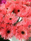 Pink Gerbera Spider Daisy Seeds - 50+ Pack for Garden Planting - Gerbera jamesonii - USA