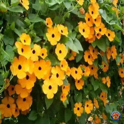 Black Eyed Susan Vine Seeds - 100+ Count - Exotic Garden Flowers - Thunbergia alata