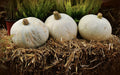 Amish Pie Winter Squash Seeds - NON-GMO, Tennessee Sweet Potato Variety, Heirloom Gardening Seeds