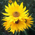 Maximilian Sunflower Seeds - 50+ Perennial Heirloom Non-GMO - Helianthus maximiliani