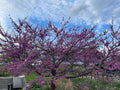 Eastern Redbud Tree Seeds - 100+ Seeds - Pink Flowers - Cercis canadensis - Free Shipping