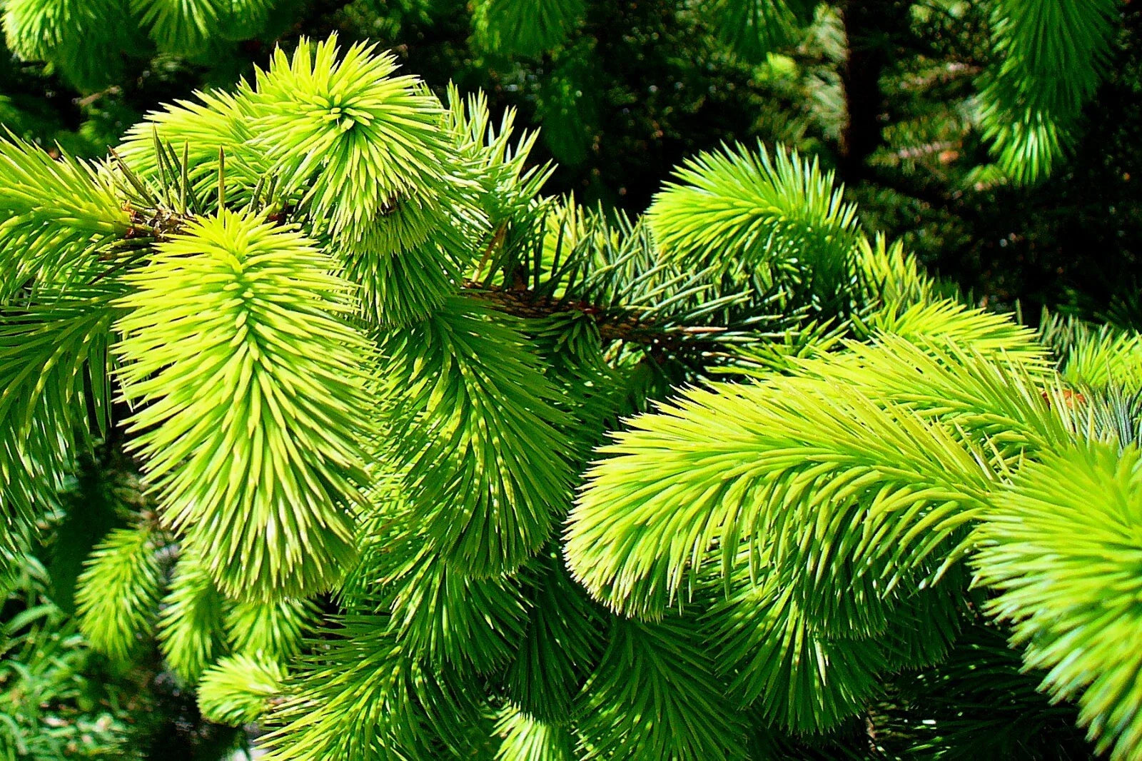 Sitka Spruce Seeds - 50 Seeds - Picea sitchensis - Ideal for Reforestation and Landscaping
