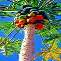 20 Carica Papaya "Red Lady" Seeds for Indoor Planting - Large Melons, Tropical Fruit Garden Starter