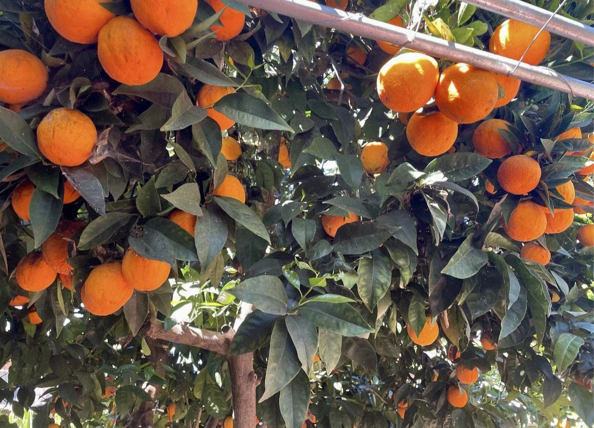 Orange Tree Cuttings for Rooting and Grafting - Citrus sinensis