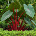 Hawaiian Punch Elephant Ear Plant - Small Rooted Starter - Colocasia esculenta - Tropical Foliage