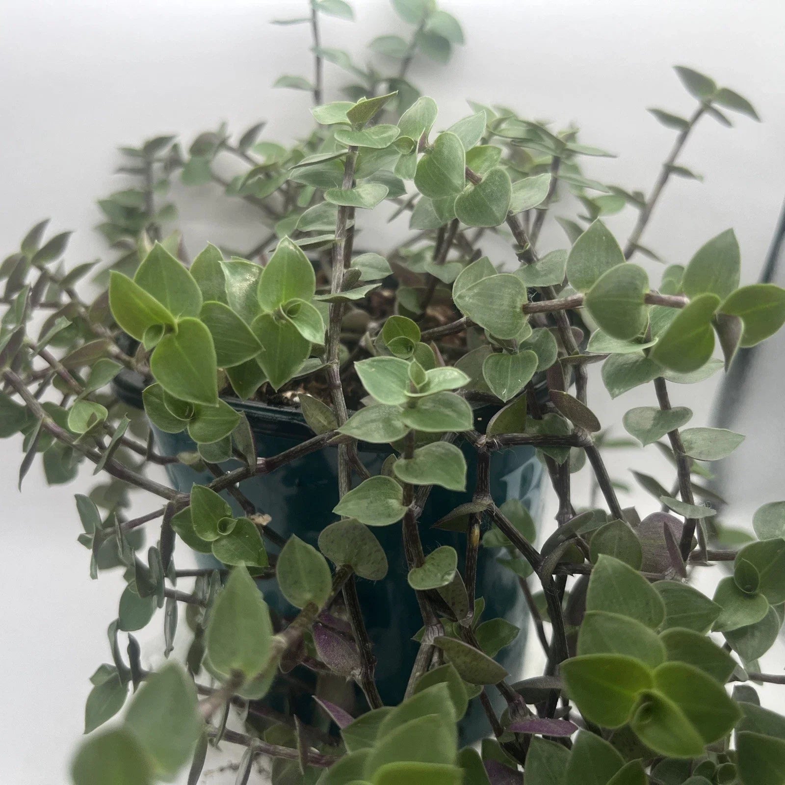 Turtle Vine Cuttings - 7 Creeping Inch Plant Cuttings - Callisia Repens - Indoor Plant Propagation