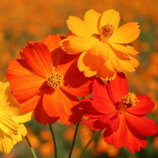 Sulphur Cosmos Seeds - Bright Lights Mix - Red, Orange, Yellow - Ideal for 2025 Planting - Cosmos sulphureus