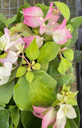 Live Bougainvillea Starter Plant - Yani's Delight - Well Rooted - Bougainvillea glabra - USA Seller