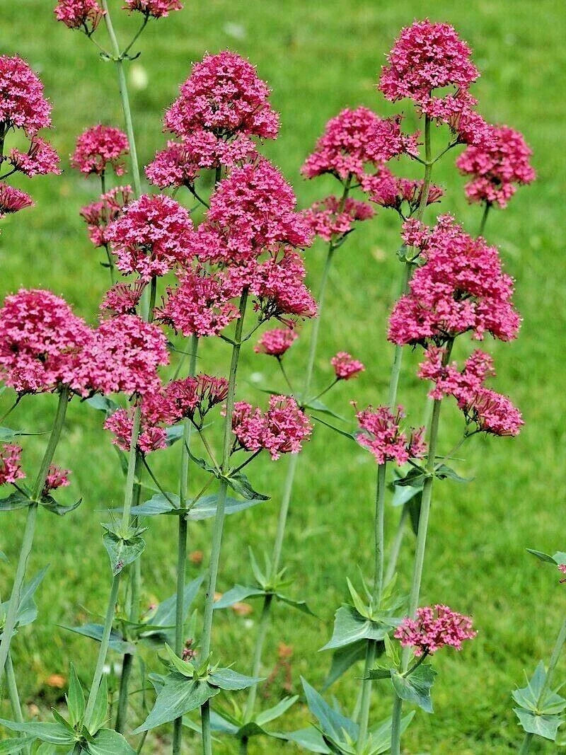Red Valerian Seeds, 105 Count, Pink Centranthus Ruber, Jupiter's Beard, Kiss Me Quick, Perennial Flowering Plant