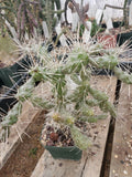 Cylindropuntia fulgida var. fulgida Cactus - Succulent Plant - Drought Tolerant Desert Plant