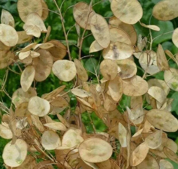 Money Plant Seeds 50+ Lunaria Biennis Biennial Flower Garden
