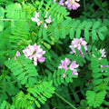 Crown Vetch Seeds, 100 Seeds, Coronilla varia, Ground Cover, Medicinal Herb, Drought-Tolerant, Pollinator-Friendly