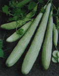 Cucumber Seeds - American Yard Long Variety - 25 Seeds - Cucumis sativus
