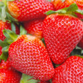 Cream Strawberry Seeds - 200 pcs Hardy Perennial Herb for Fall & Spring Planting, Fragaria × ananassa