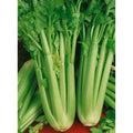 Golden Self Blanching Celery Seeds - Fresh Celery Seed Variety (Apium graveolens)