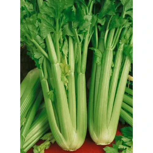 Golden Self Blanching Celery Seeds - Fresh Celery Seed Variety (Apium graveolens)