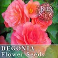 Dusk Nectar Begonia Seeds - Non-GMO Flower Seeds - 45 or 125 Seeds - Indoor/Outdoor Plant - Begonia spp.
