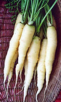 Snow White Carrot Seeds - Colorful NON-GMO Variety, Beta-Carotene, Heirloom Vegetable Seeds, Daucus carota